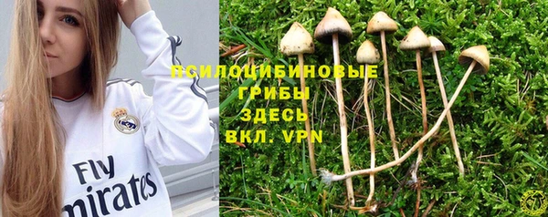 гашик Гусев